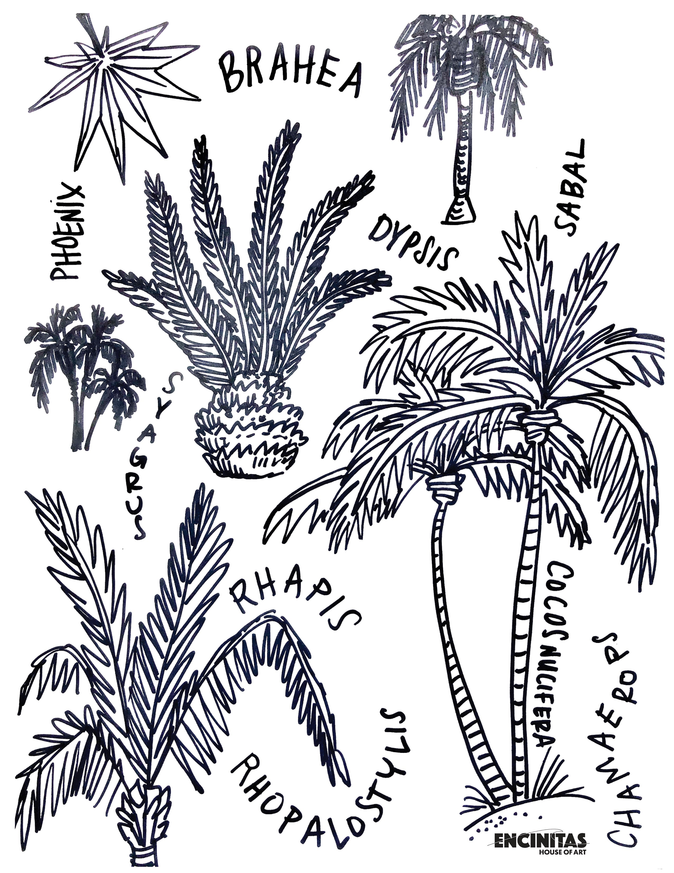 Palm Trees Coloring Page
